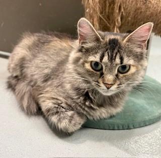 Enlarge Eleven, a ADOPTABLE Domestic Long Hair in Mason City, IA image 1/2