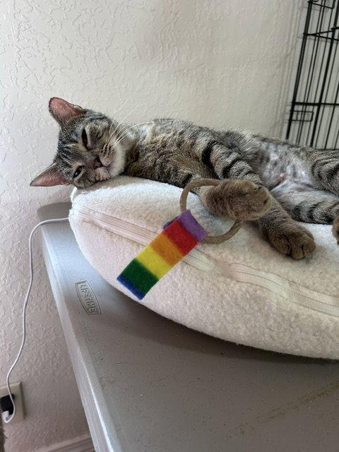 Enlarge Mae, a Adoptable Domestic Short Hair in Dripping Springs, TX image 1/3
