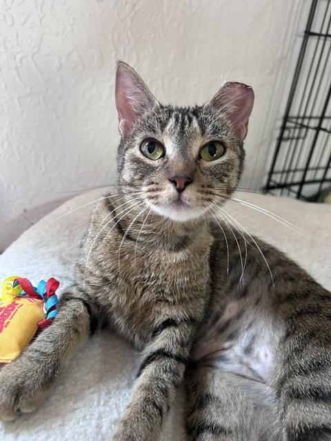 Enlarge Mae, a Adoptable Domestic Short Hair in Dripping Springs, TX image 2/3