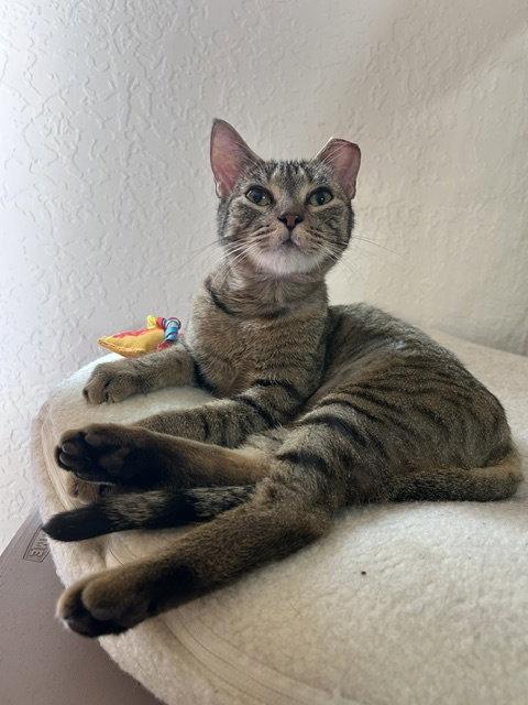 Enlarge Mae, a Adoptable Domestic Short Hair in Dripping Springs, TX image 3/3