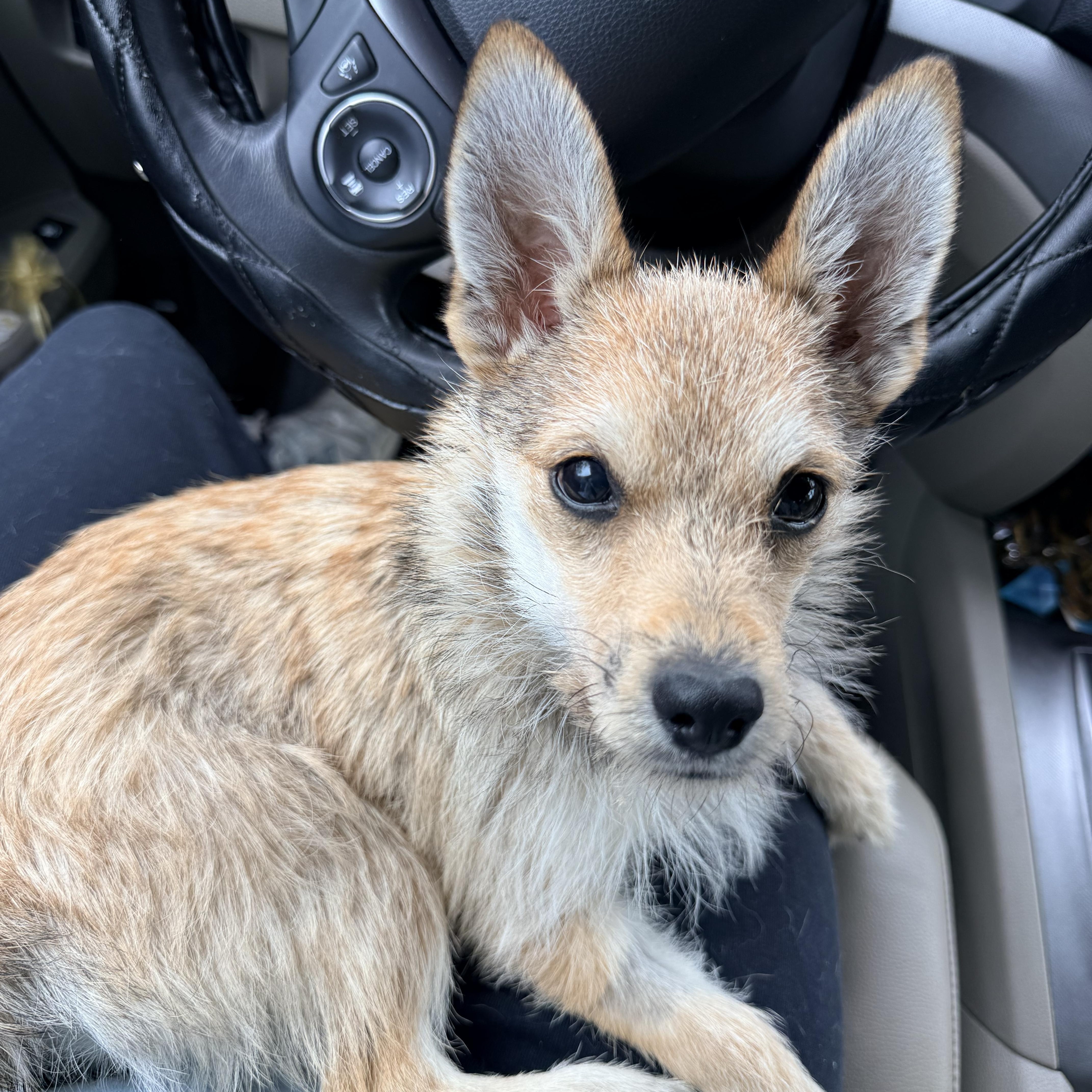 Foxy, adopted, Young Female Border Terrier.
