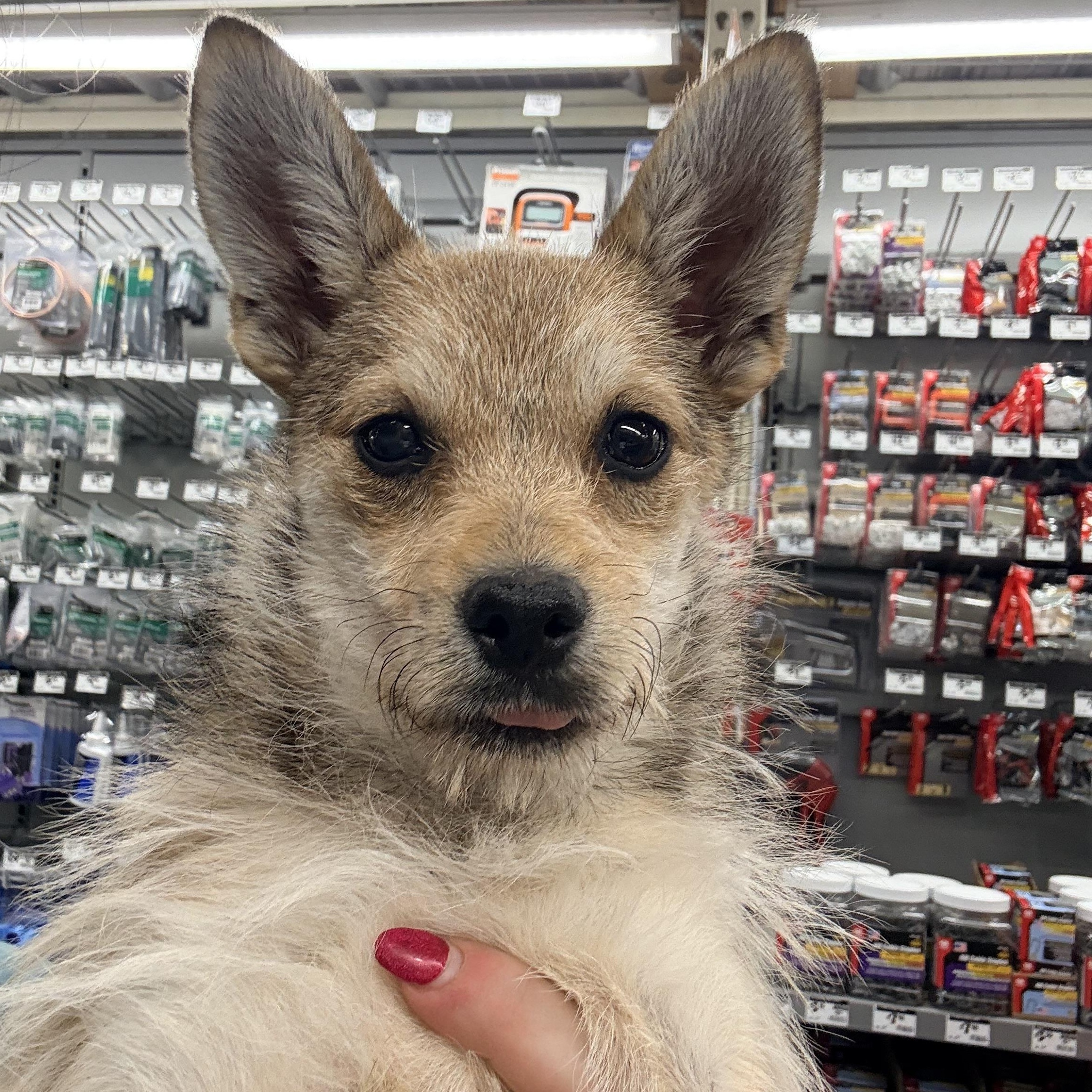 Foxy, an adopted mixed breed in Penryn, CA image 2/2
