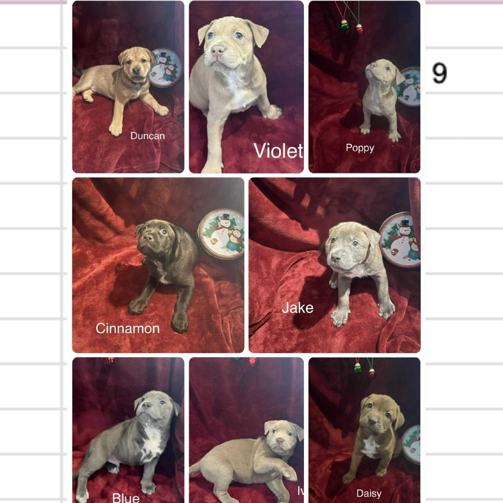 911 (2025) Duncan, Adoptable, Puppy Male Pit Bull Terrier.