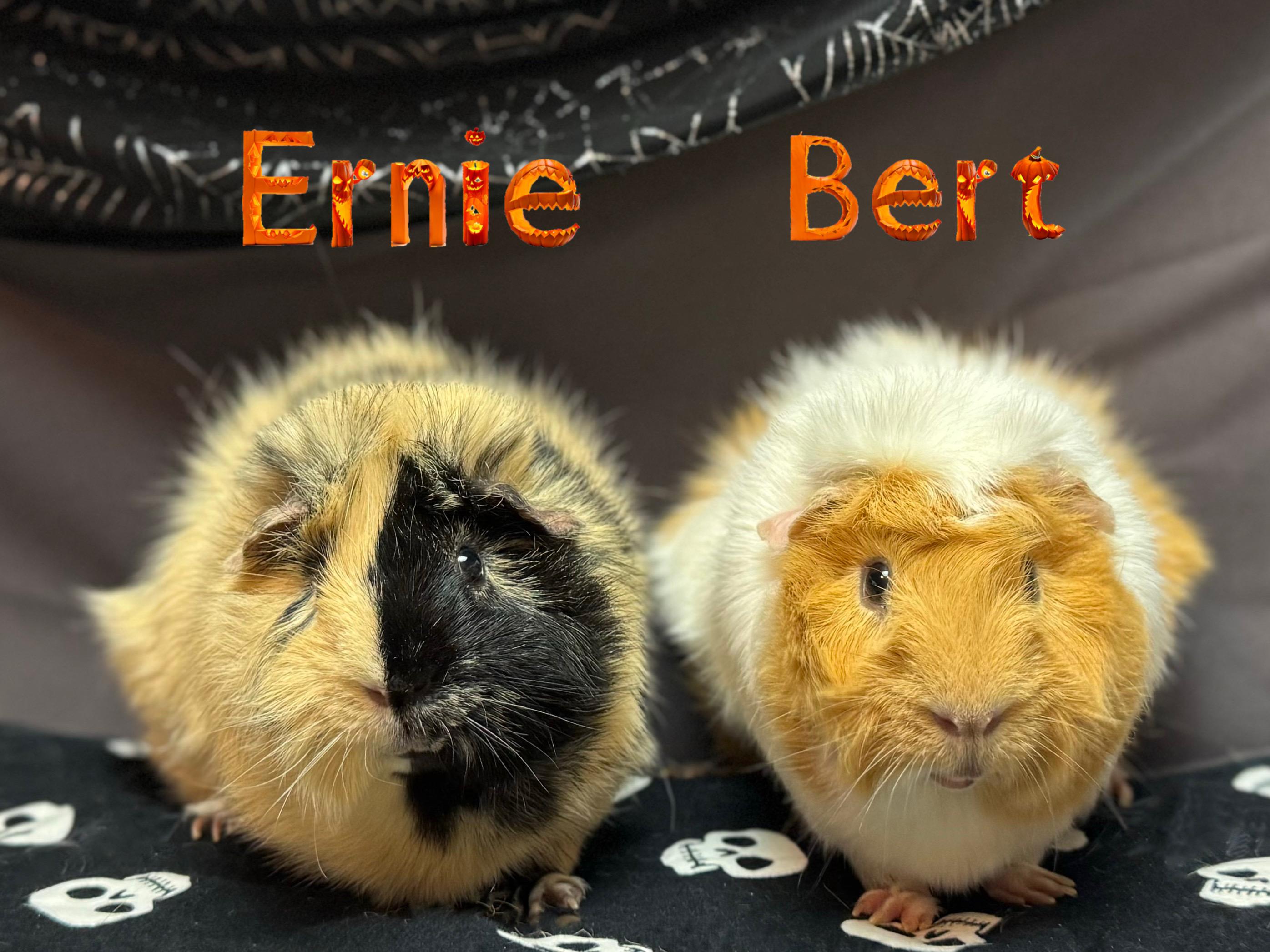 Bert and Ernie 1