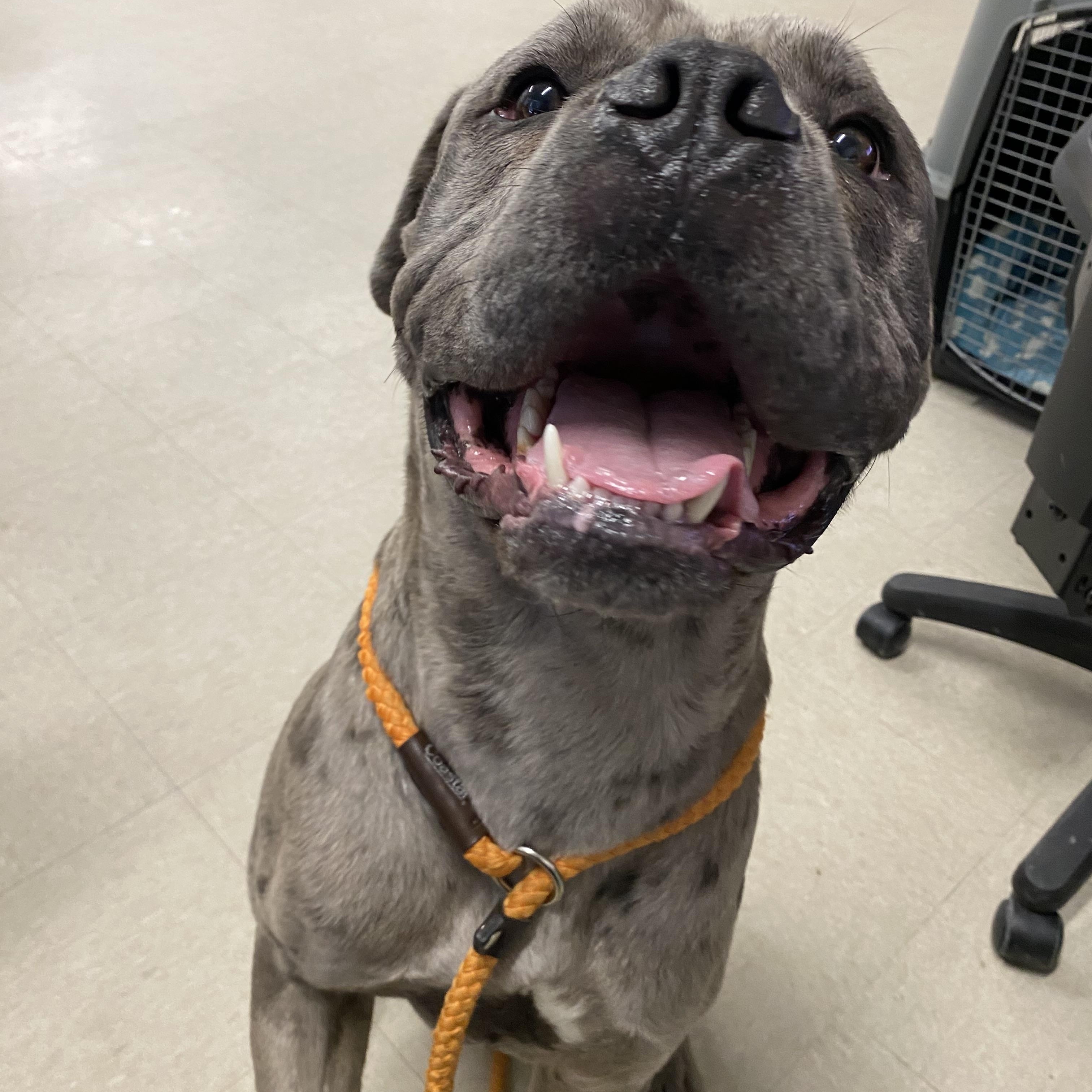 Enlarge Louie, an adopted mixed breed in Winnipeg, MB image 3/3