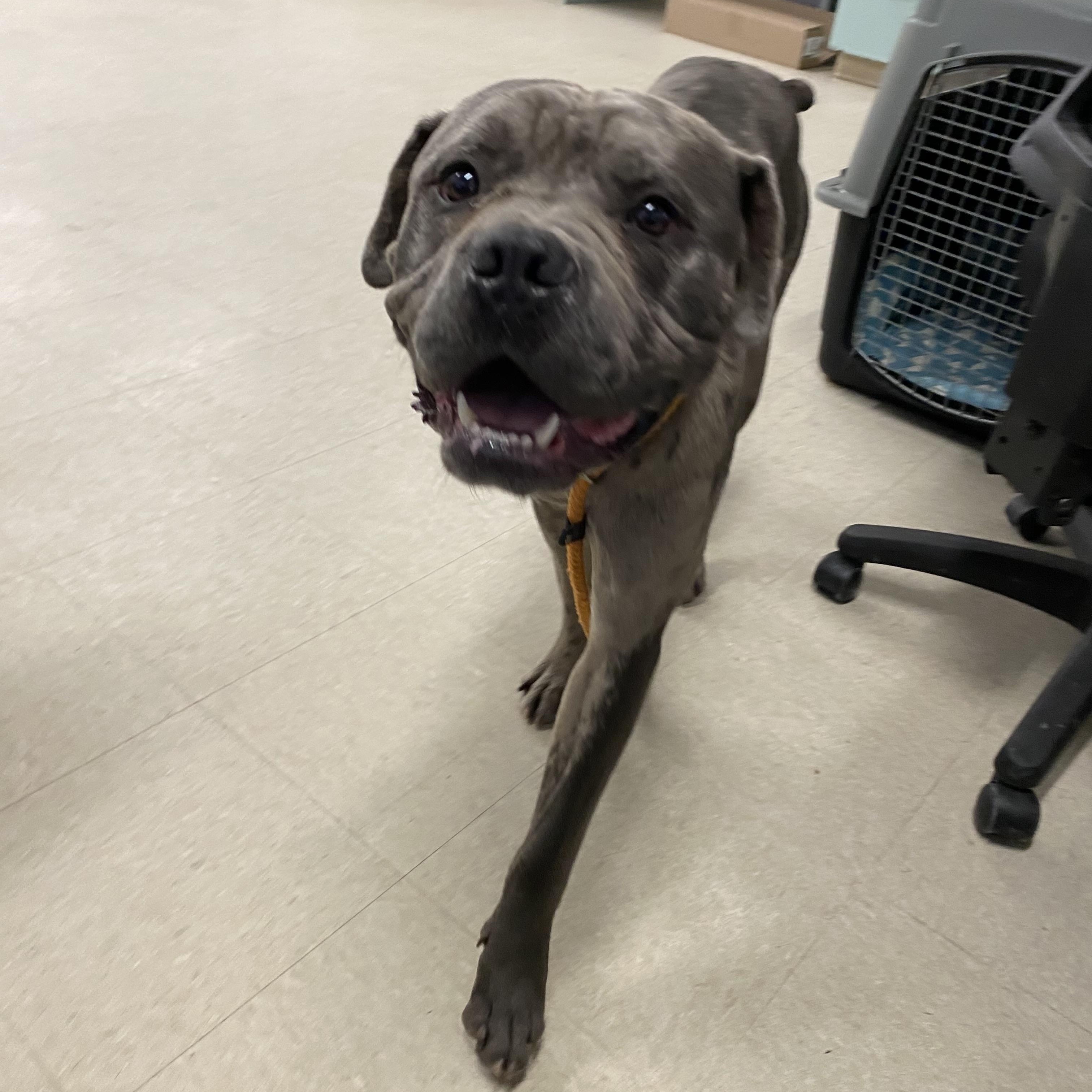 Louie, adopted, Adult Male Cane Corso.