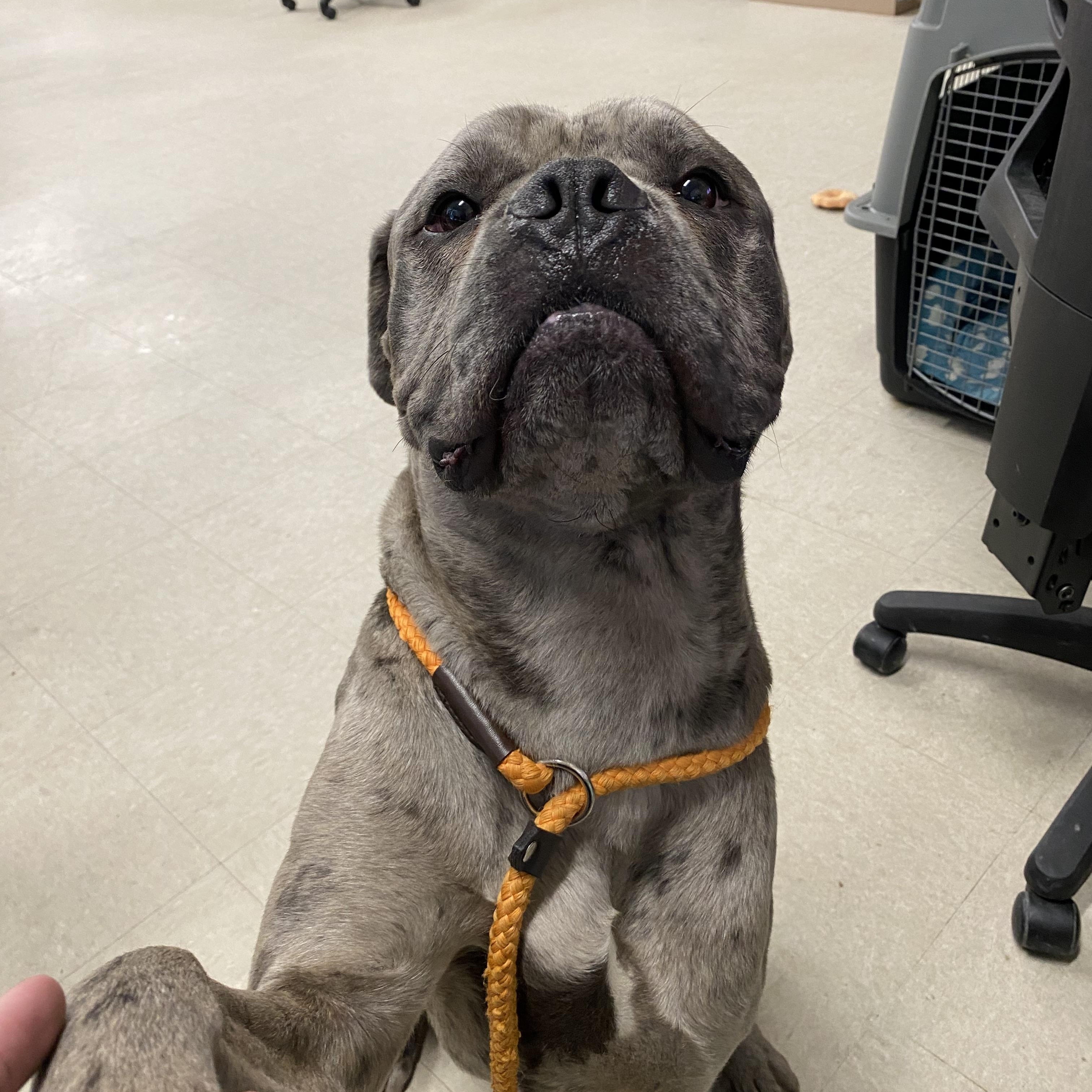 Enlarge Louie, an adopted mixed breed in Winnipeg, MB image 2/3