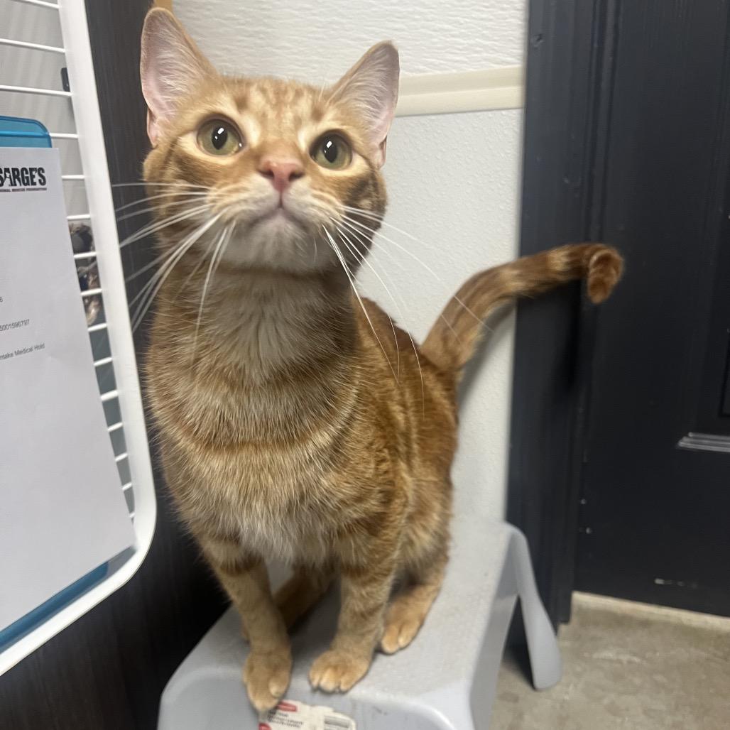 Crouton, Adoptable, Adult Male Domestic Short Hair.