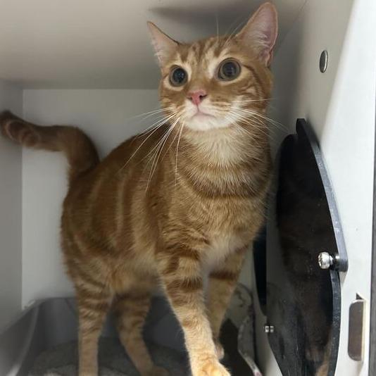 Crouton, Adoptable, Adult Male Domestic Short Hair.