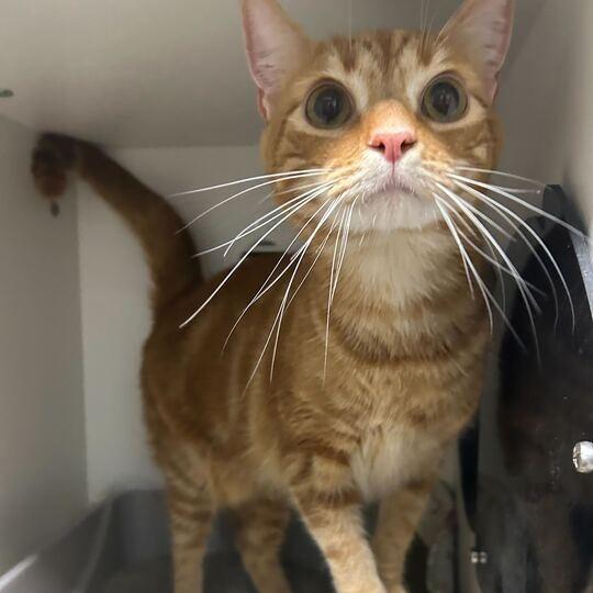 Enlarge Crouton, a Adoptable Domestic Short Hair in Waynesville, NC image 2/4