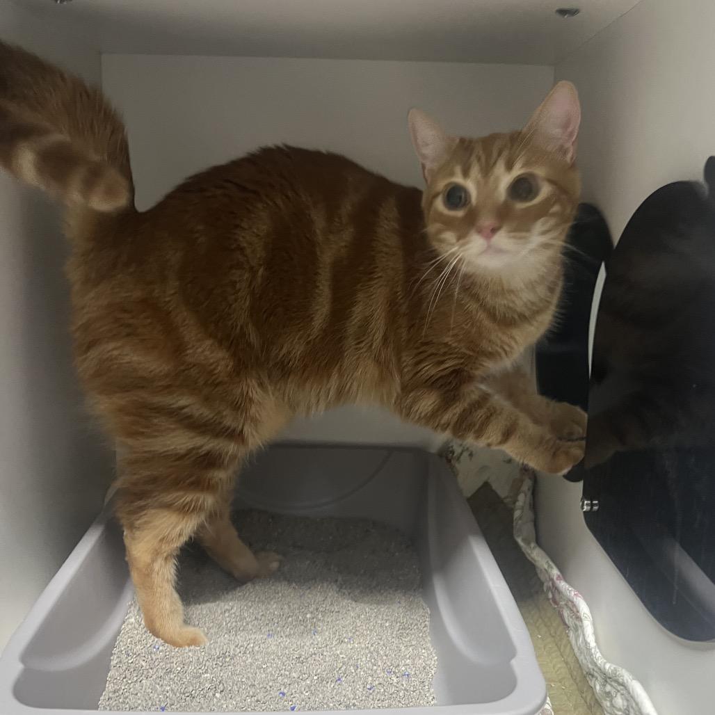 Enlarge Crouton, a Adoptable Domestic Short Hair in Waynesville, NC image 3/4