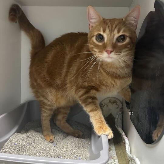 Enlarge Crouton, a Adoptable Domestic Short Hair in Waynesville, NC image 4/4