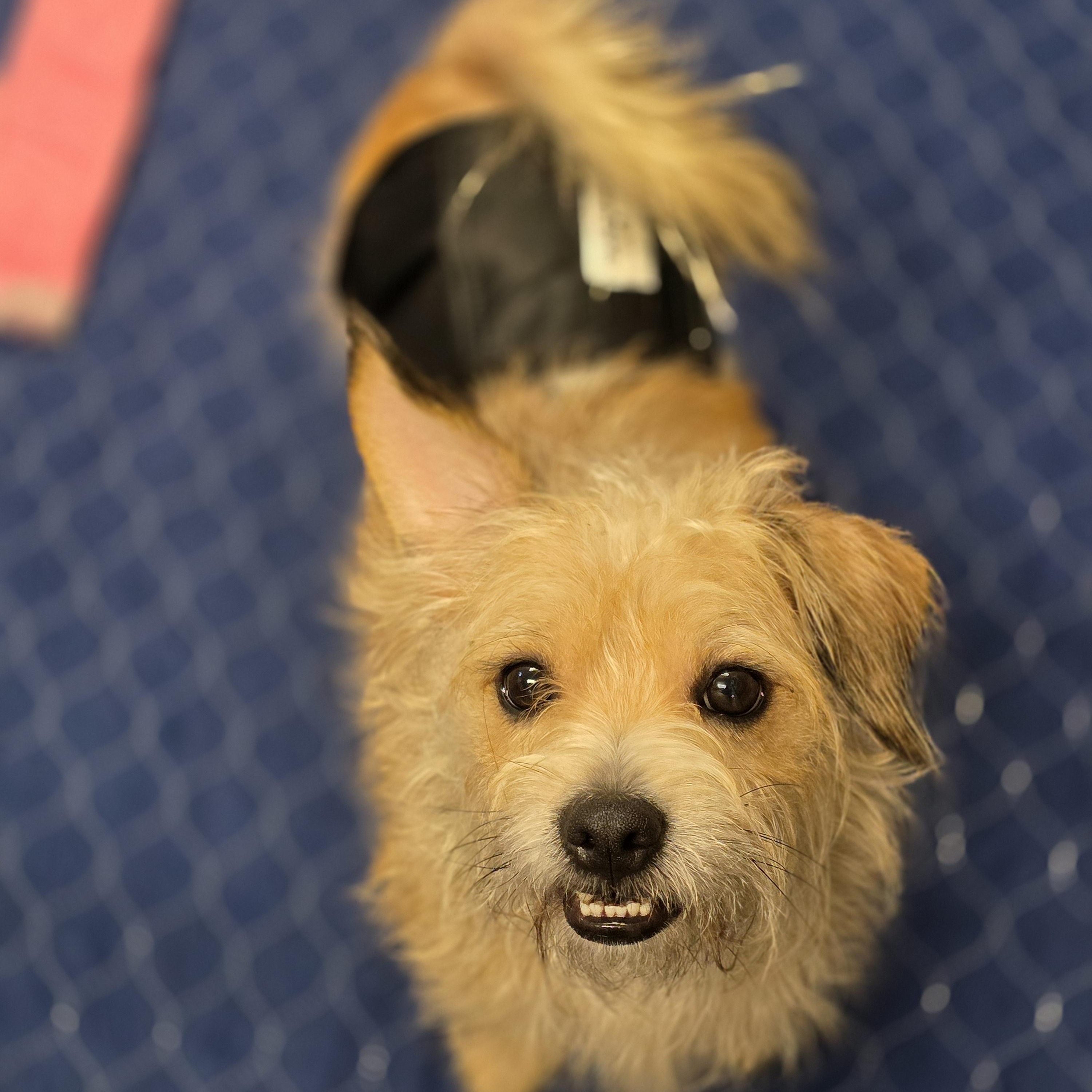 Benji photo 3