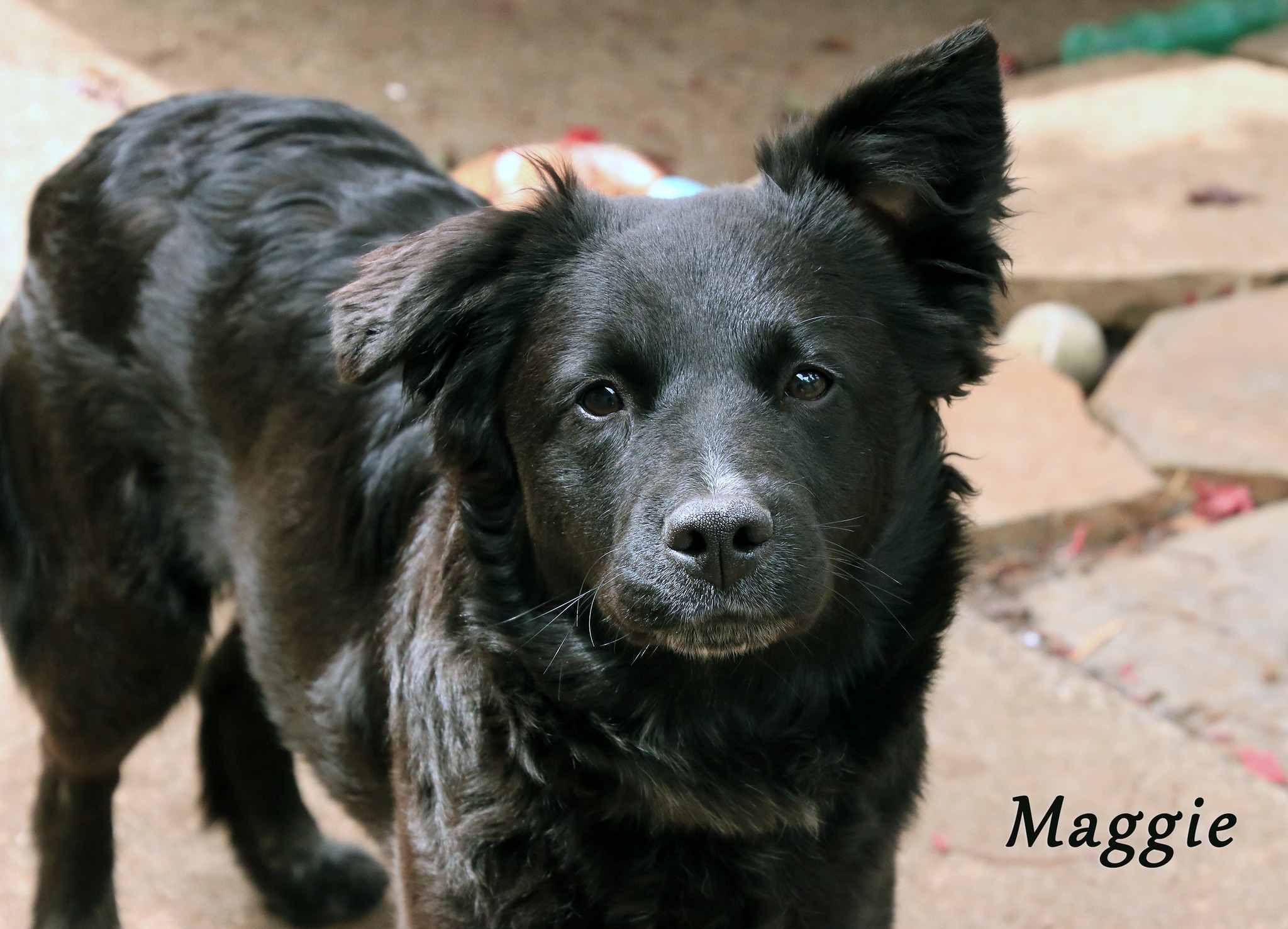 Maggie