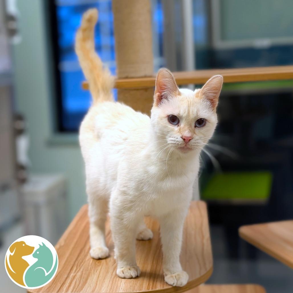 Enlarge Newbie, a Adoptable Siamese in Toledo, OH image 1/1