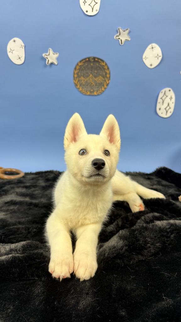 Amren, Adoptable, Puppy Female German Shepherd Dog & Husky.