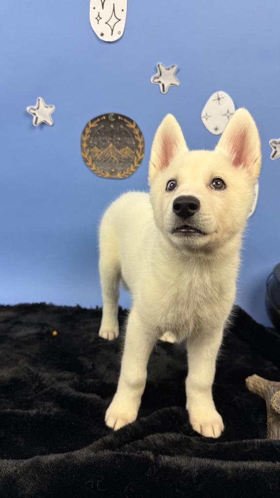 Enlarge Amren, a Adoptable mixed breed in Phoenix, AZ image 2/6