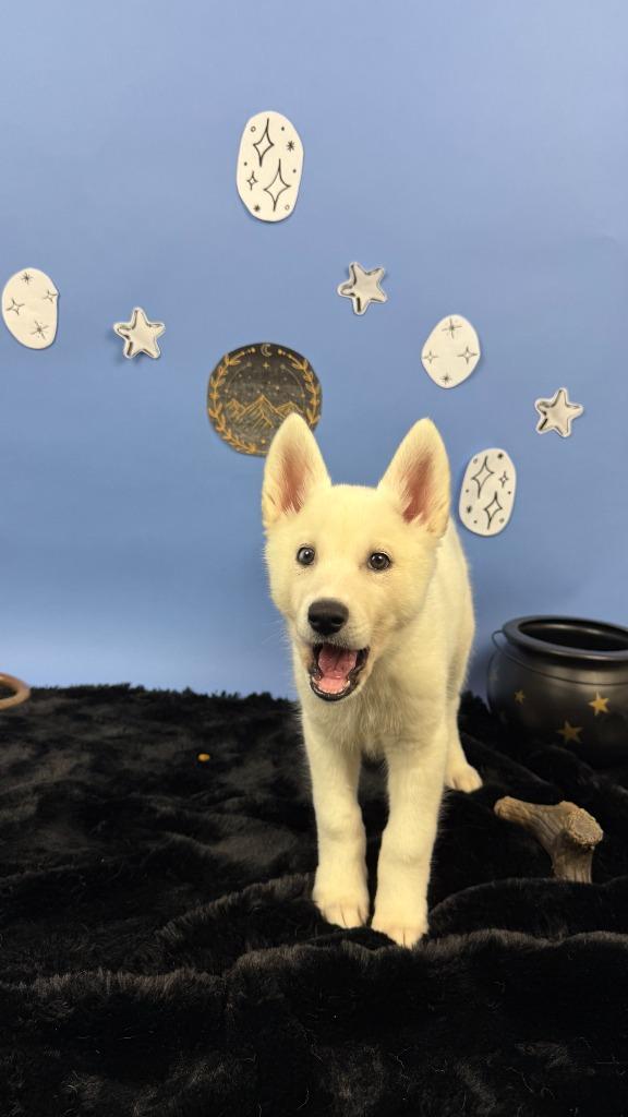 Enlarge Amren, a Adoptable mixed breed in Phoenix, AZ image 3/6