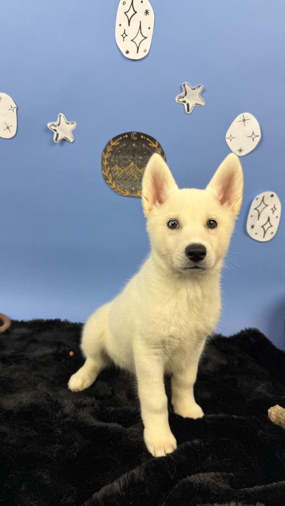 Enlarge Amren, a Adoptable mixed breed in Phoenix, AZ image 4/6