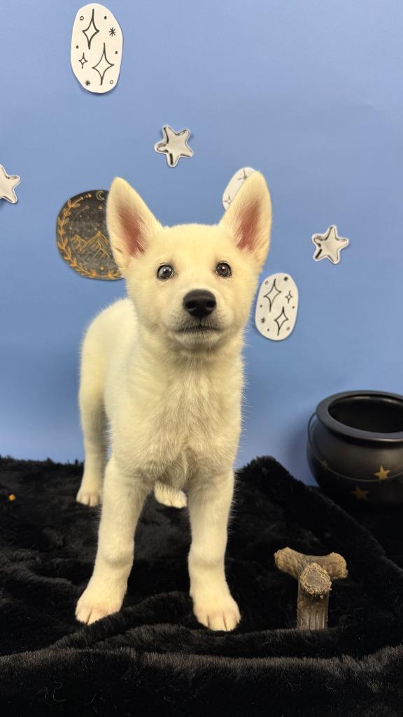 Enlarge Amren, a Adoptable mixed breed in Phoenix, AZ image 5/6