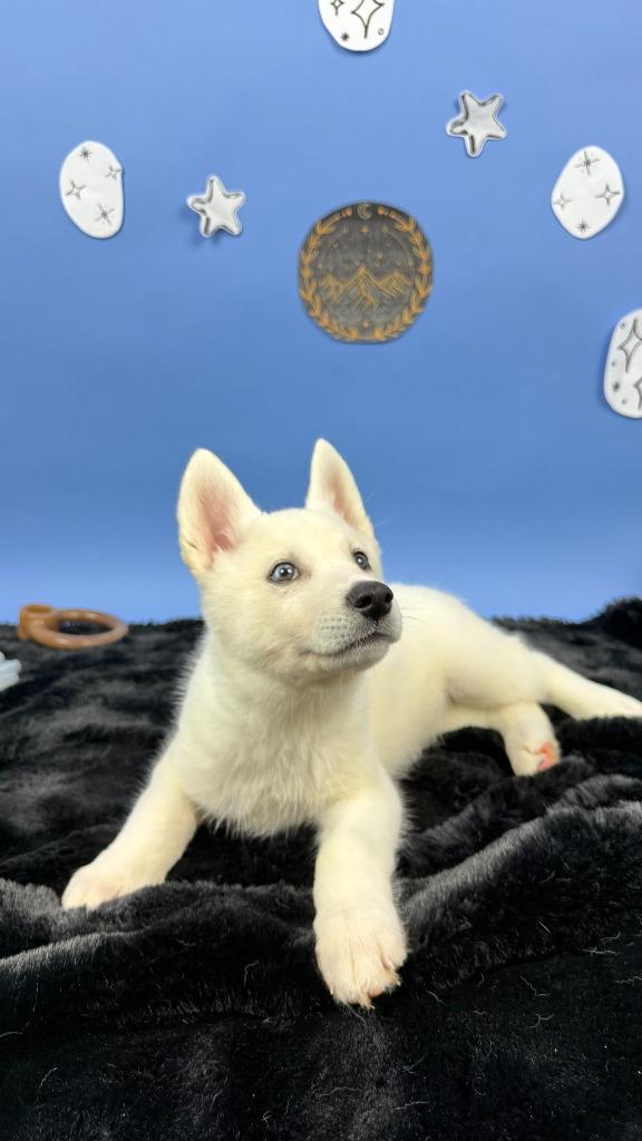 Enlarge Amren, a Adoptable mixed breed in Phoenix, AZ image 6/6