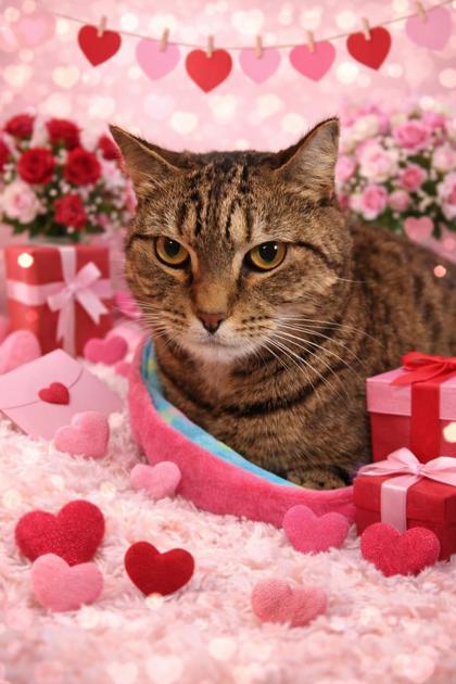 Draculaura, Adoptable, Young Female Domestic Short Hair & Domestic Short Hair.