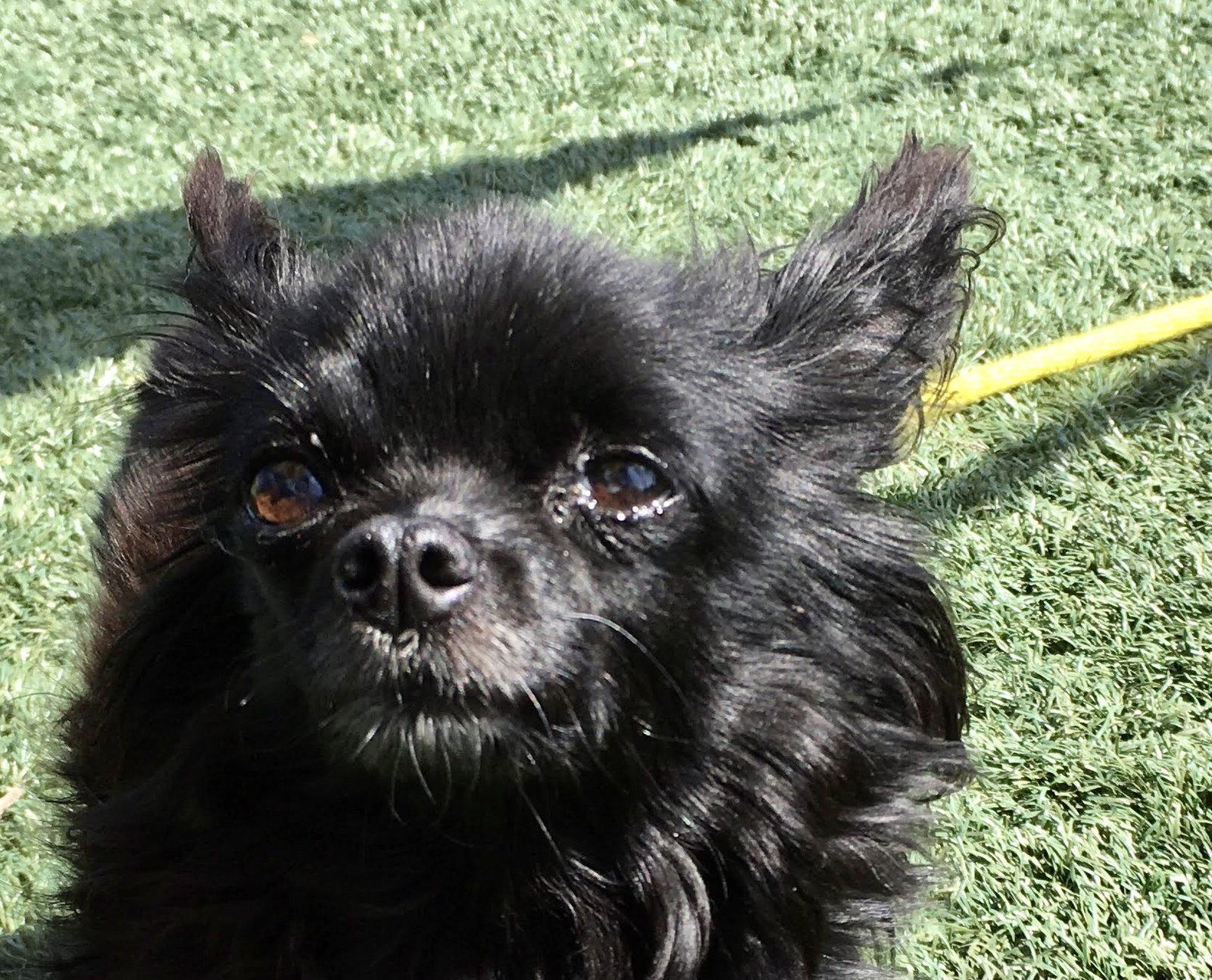 Nellie, a Adopted Chihuahua in San Francisco, CA image 1/3