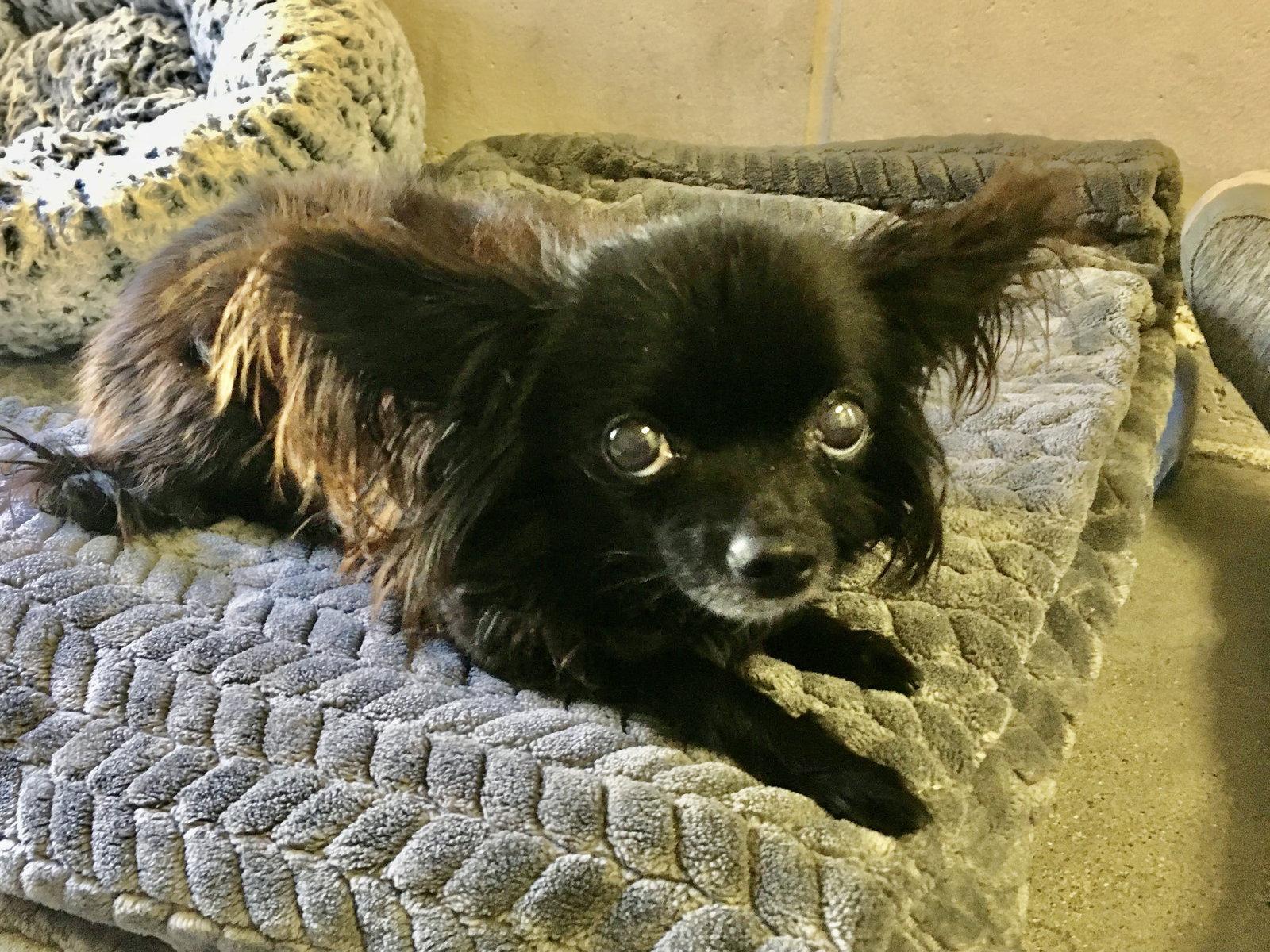 Nellie, a Adopted Chihuahua in San Francisco, CA image 2/3