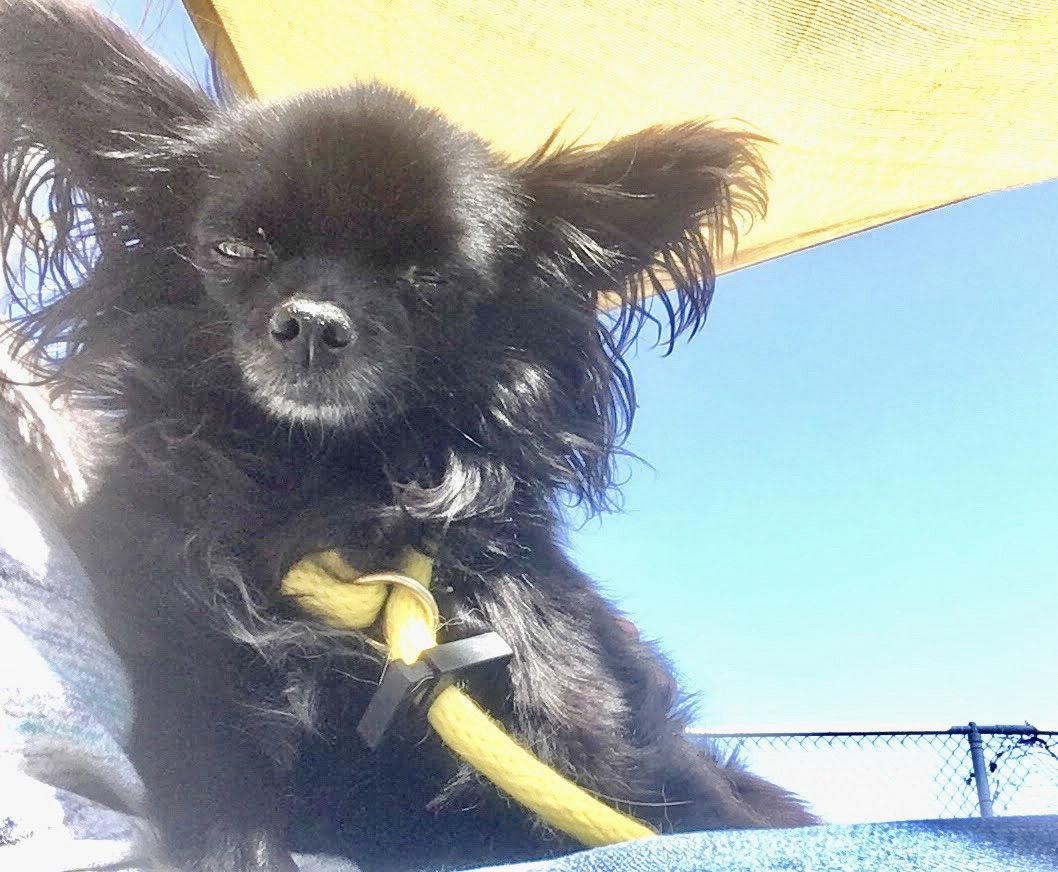 Nellie, a Adopted Chihuahua in San Francisco, CA image 3/3