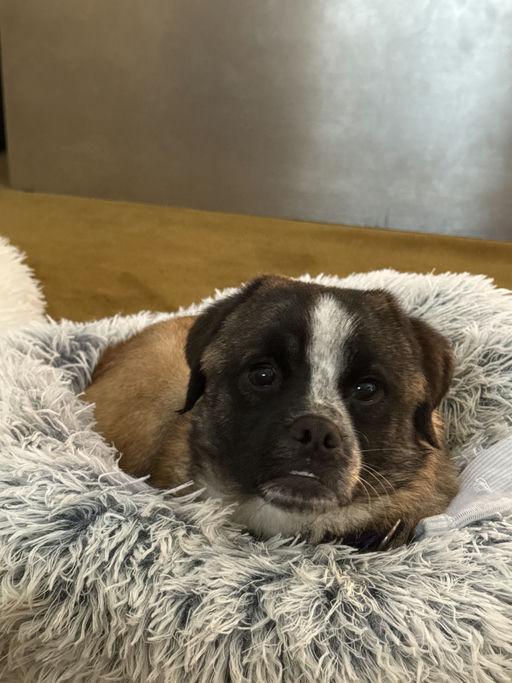 Enlarge Rogue, an adoptable mixed breed in Los Angeles, CA image 3/6