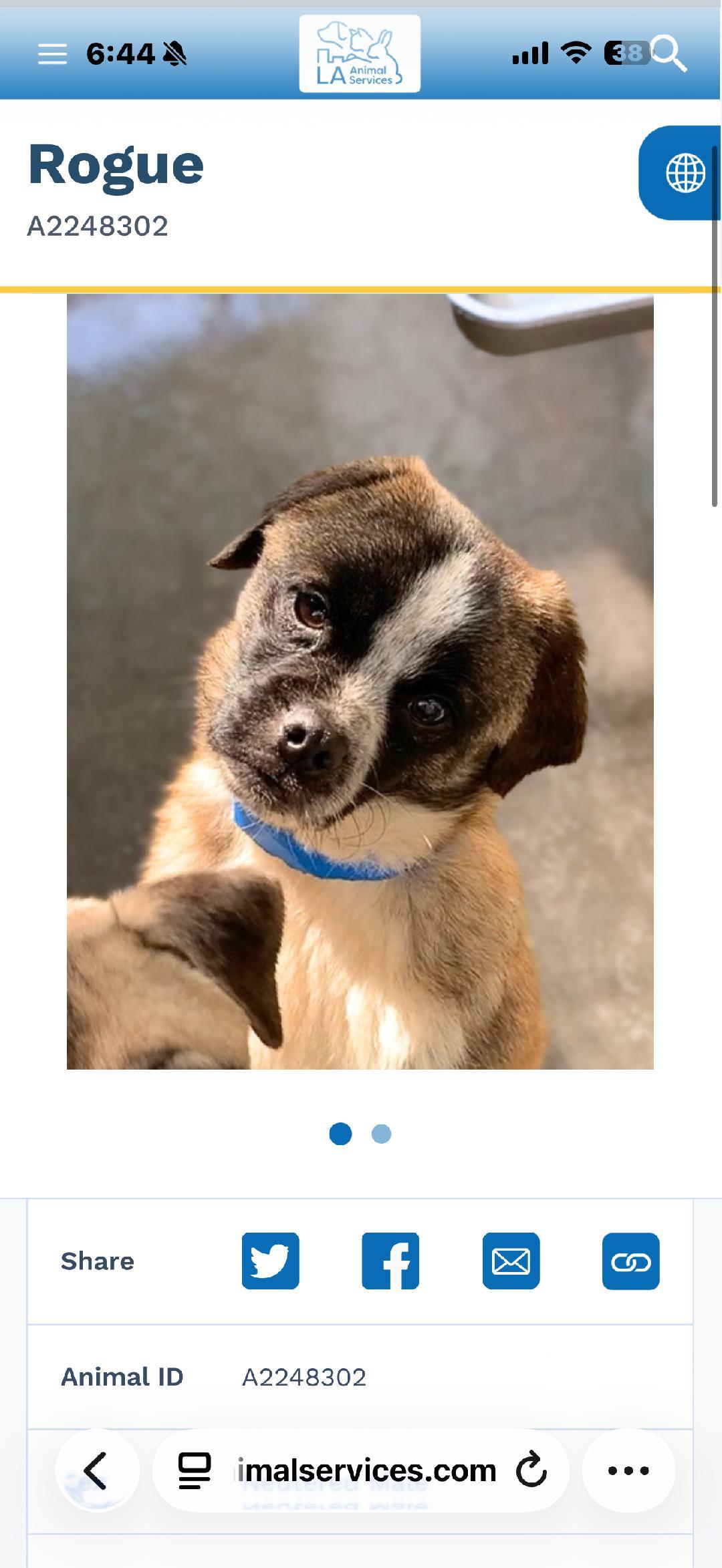 Enlarge Rogue, an adoptable mixed breed in Los Angeles, CA image 1/6