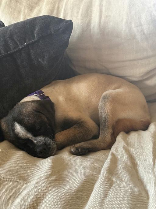 Enlarge Rogue, an adoptable mixed breed in Los Angeles, CA image 5/6