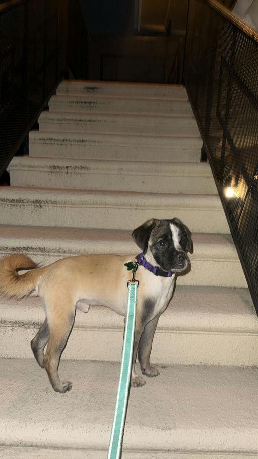 Enlarge Rogue, an adoptable mixed breed in Los Angeles, CA image 4/6