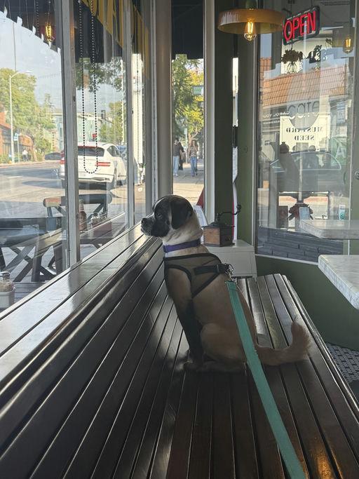 Enlarge Rogue, an adoptable mixed breed in Los Angeles, CA image 2/6