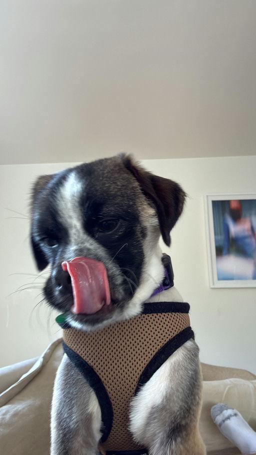 Enlarge Rogue, an adoptable mixed breed in Los Angeles, CA image 6/6