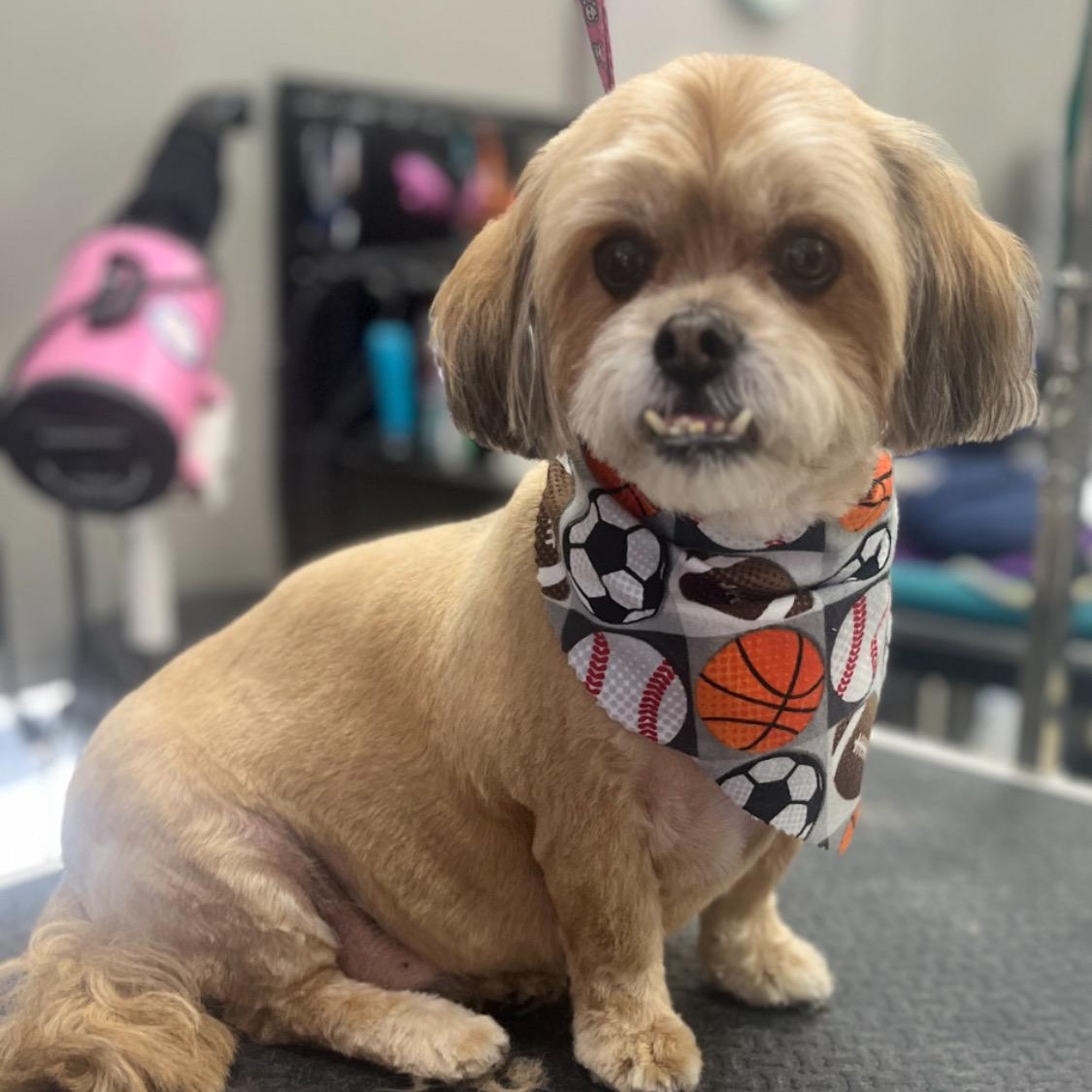 Cody, ADOPTABLE, Senior Male Shih Tzu.