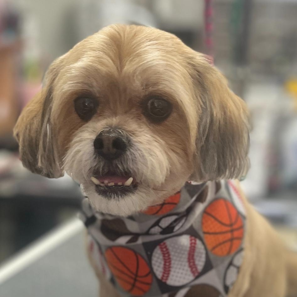 Enlarge Cody, a ADOPTABLE Shih Tzu in Van Nuys, CA image 3/3