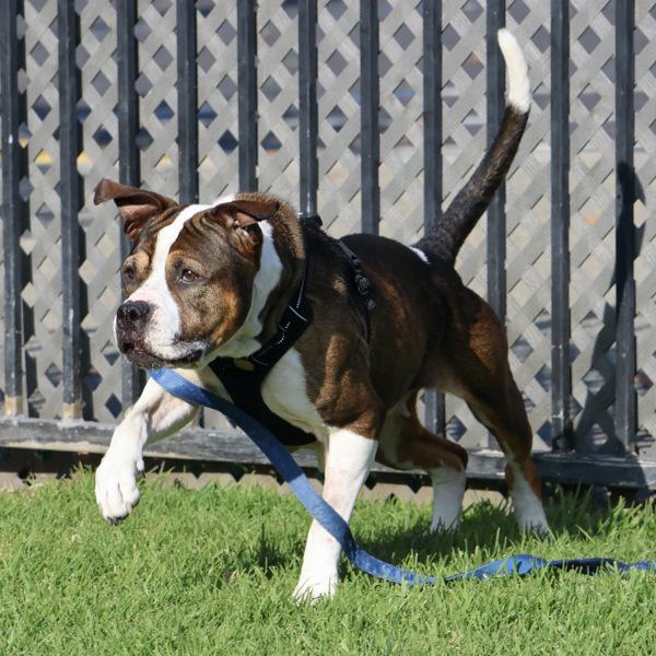 Maple, Adoptable, Senior Female Boxer & Pit Bull Terrier.