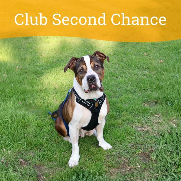 Maple, a Adoptable mixed breed in Dublin, CA image 2/6