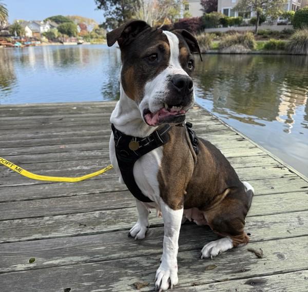 Maple, a Adoptable mixed breed in Dublin, CA image 4/6