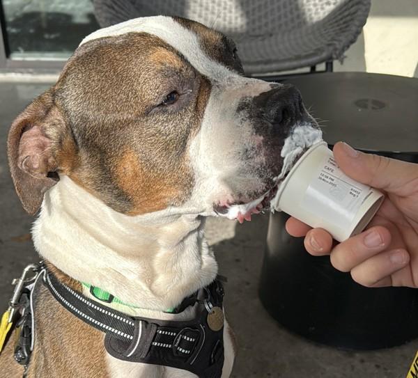 Maple, a Adoptable mixed breed in Dublin, CA image 5/6