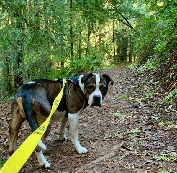 Maple, a Adoptable mixed breed in Dublin, CA image 6/6