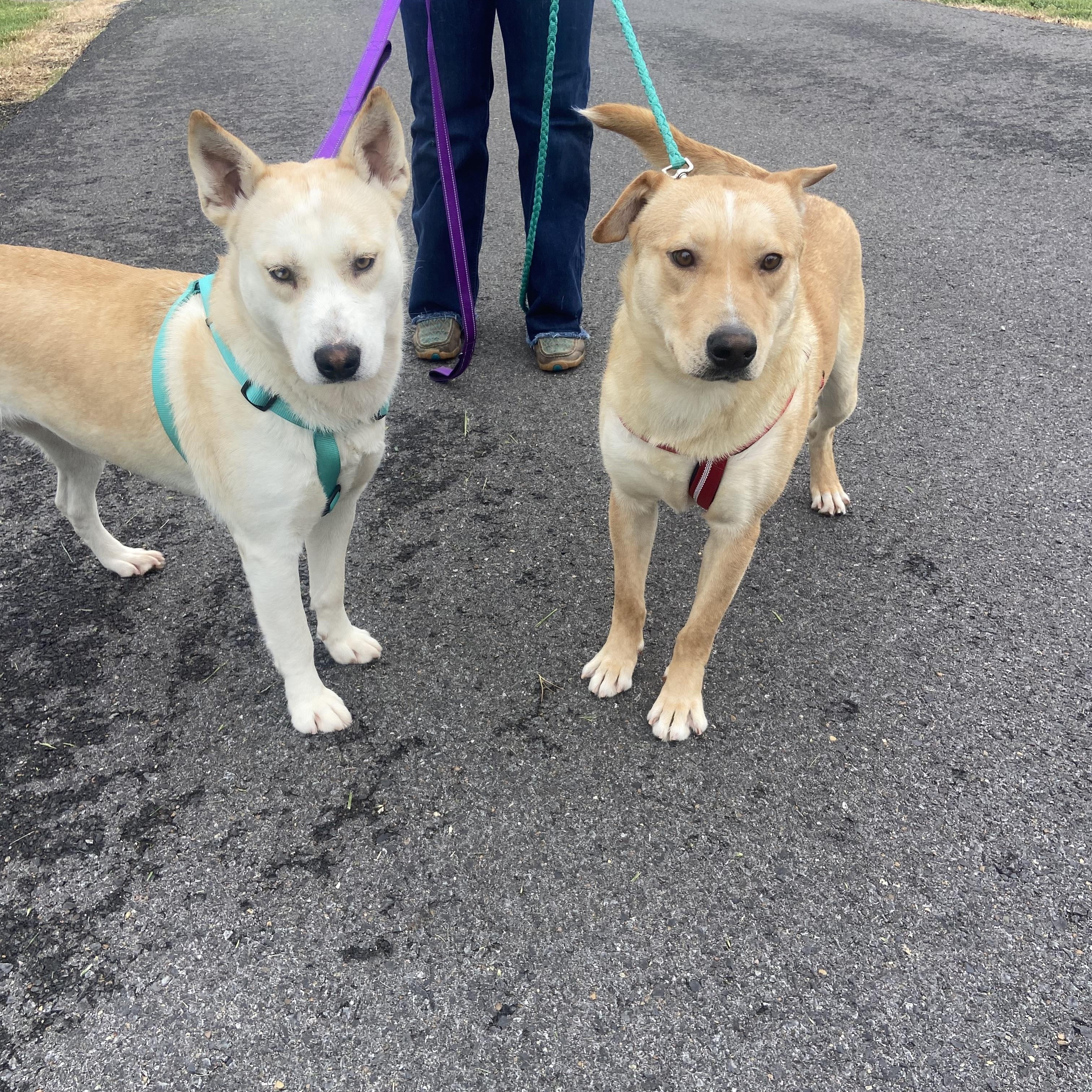Bo Bravo, a Adoptable mixed breed in Woburn, MA image 4/6