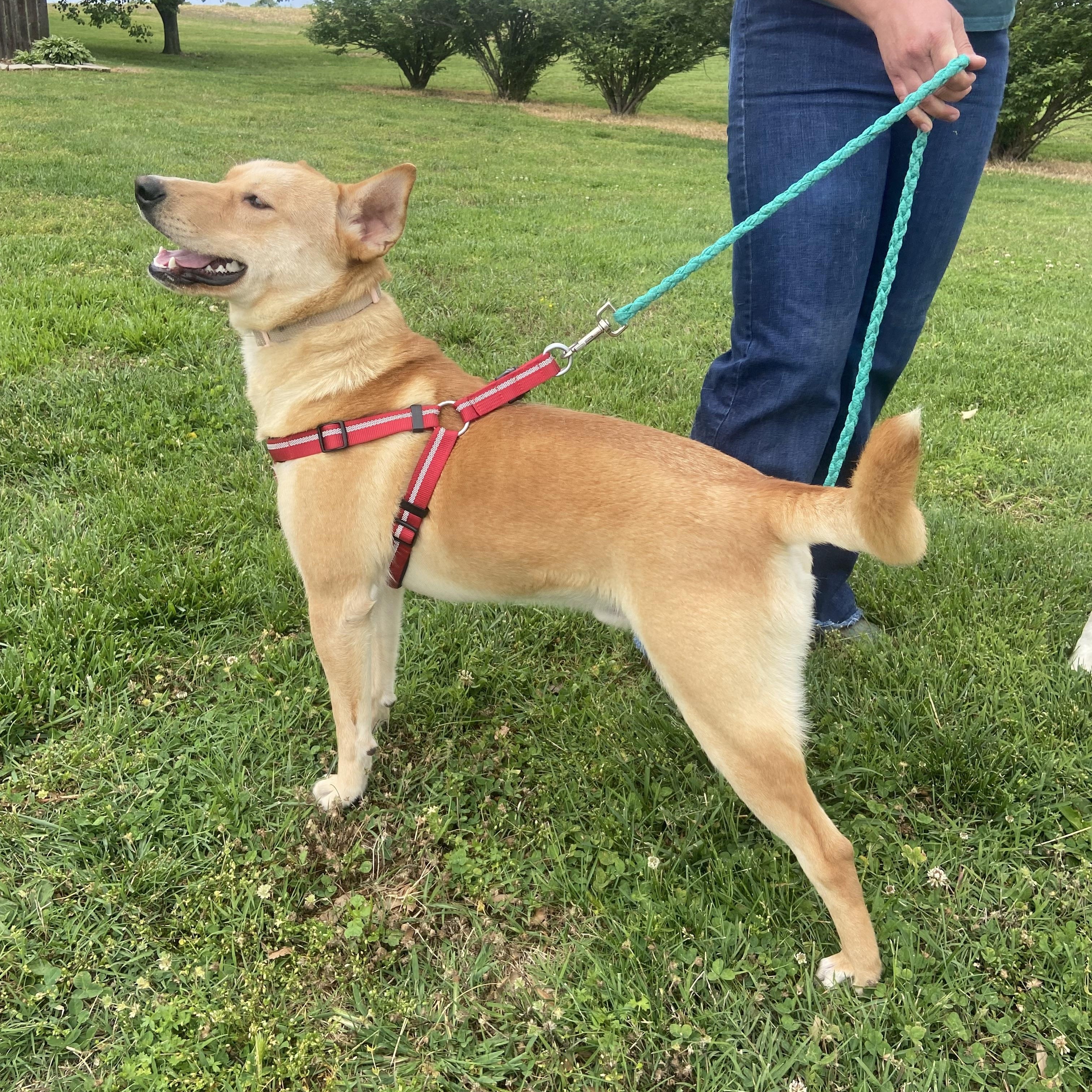 Bo Bravo, a Adoptable mixed breed in Woburn, MA image 5/6