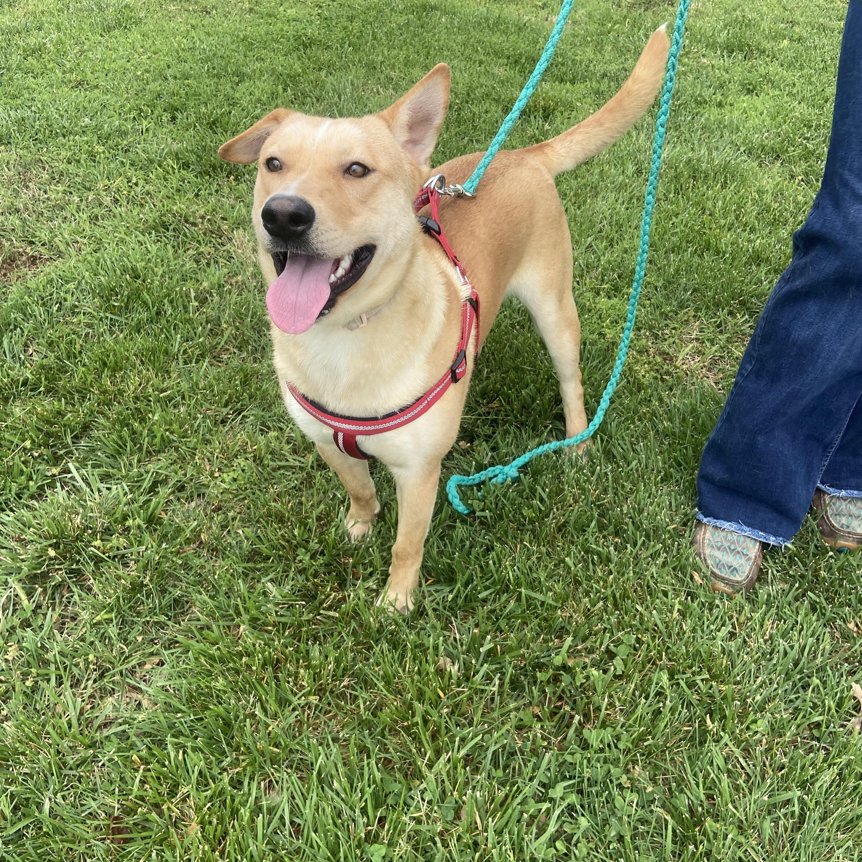 Bo Bravo, a Adoptable mixed breed in Woburn, MA image 6/6