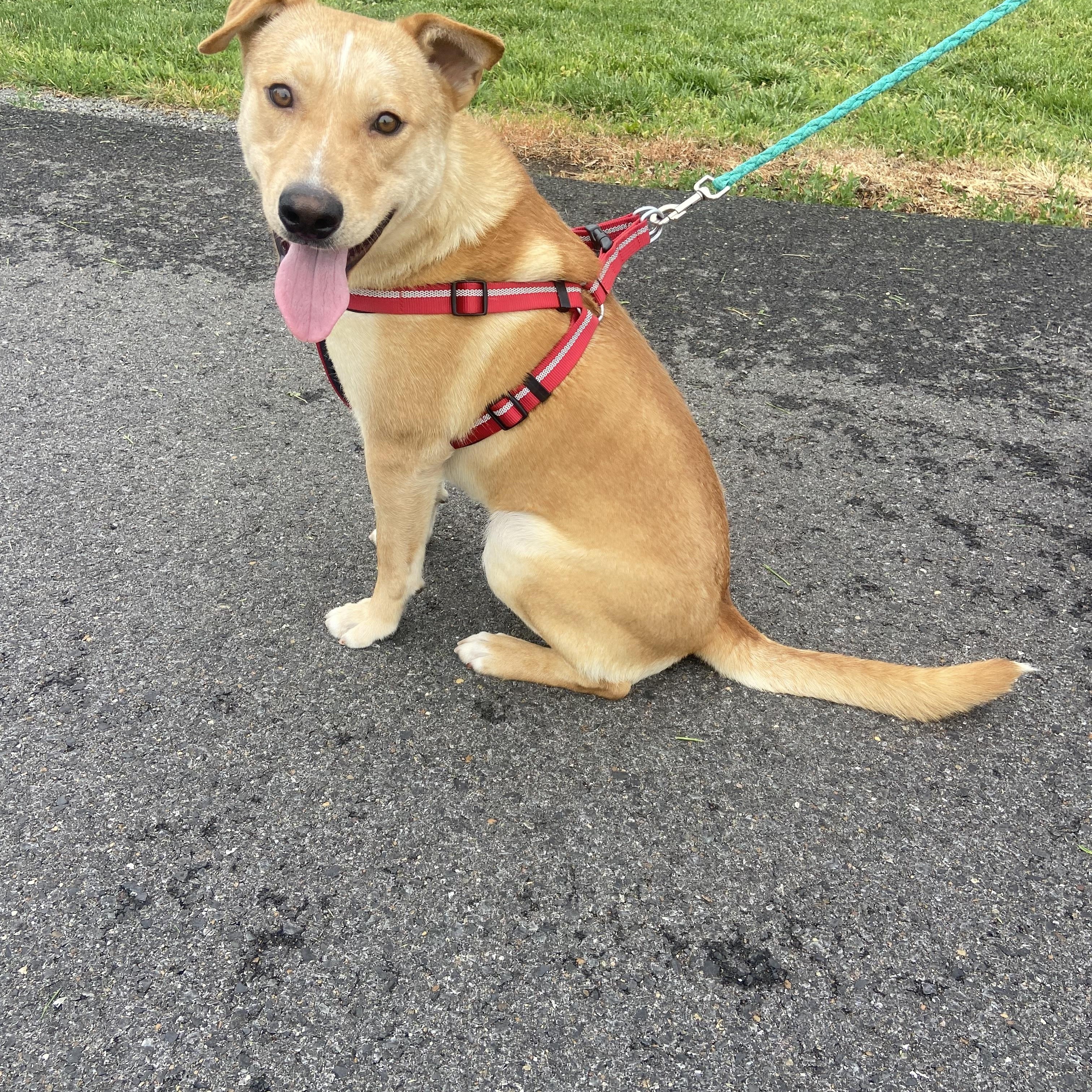 Bo Bravo, a Adoptable mixed breed in Woburn, MA image 2/6
