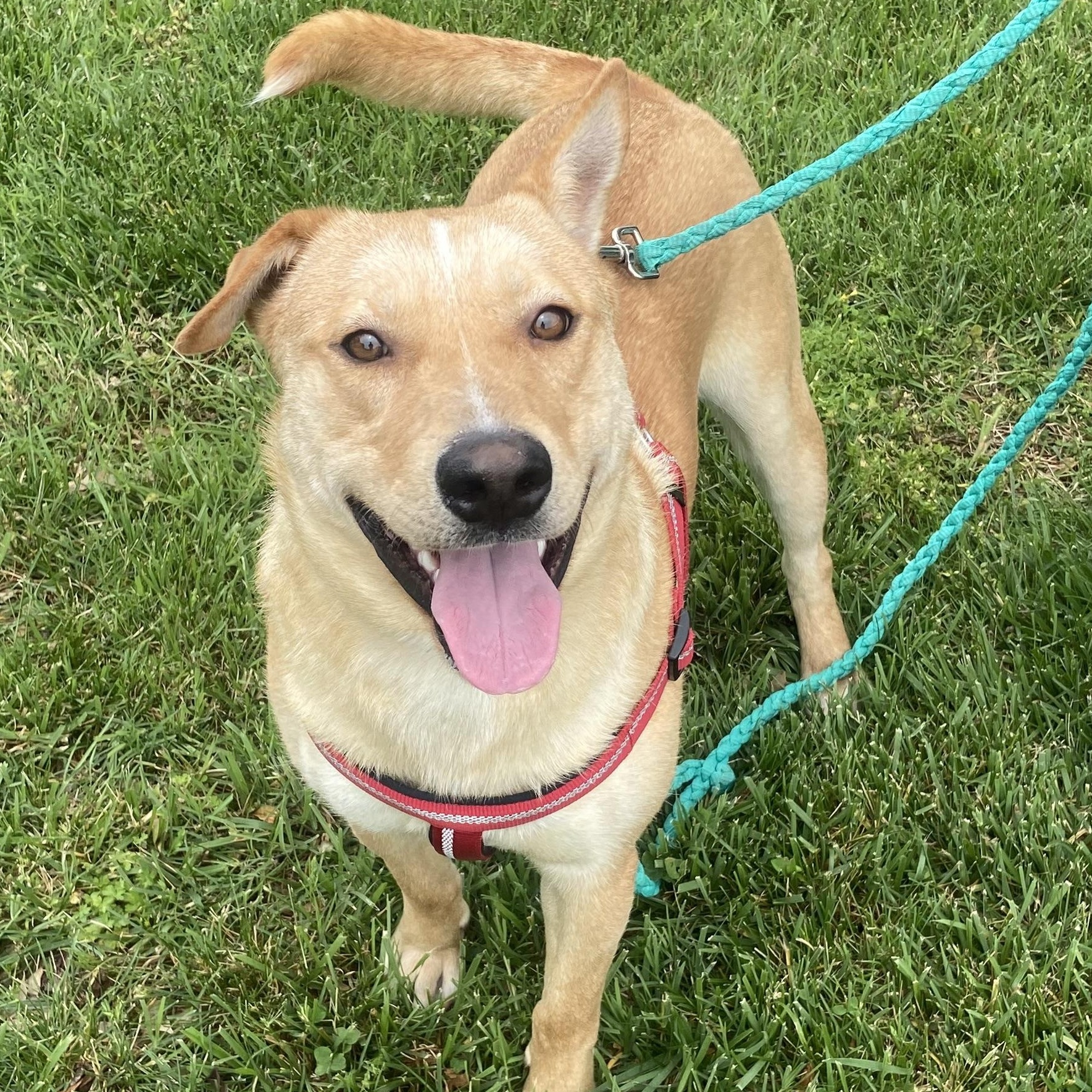 Bo Bravo, a Adoptable mixed breed in Woburn, MA image 1/6