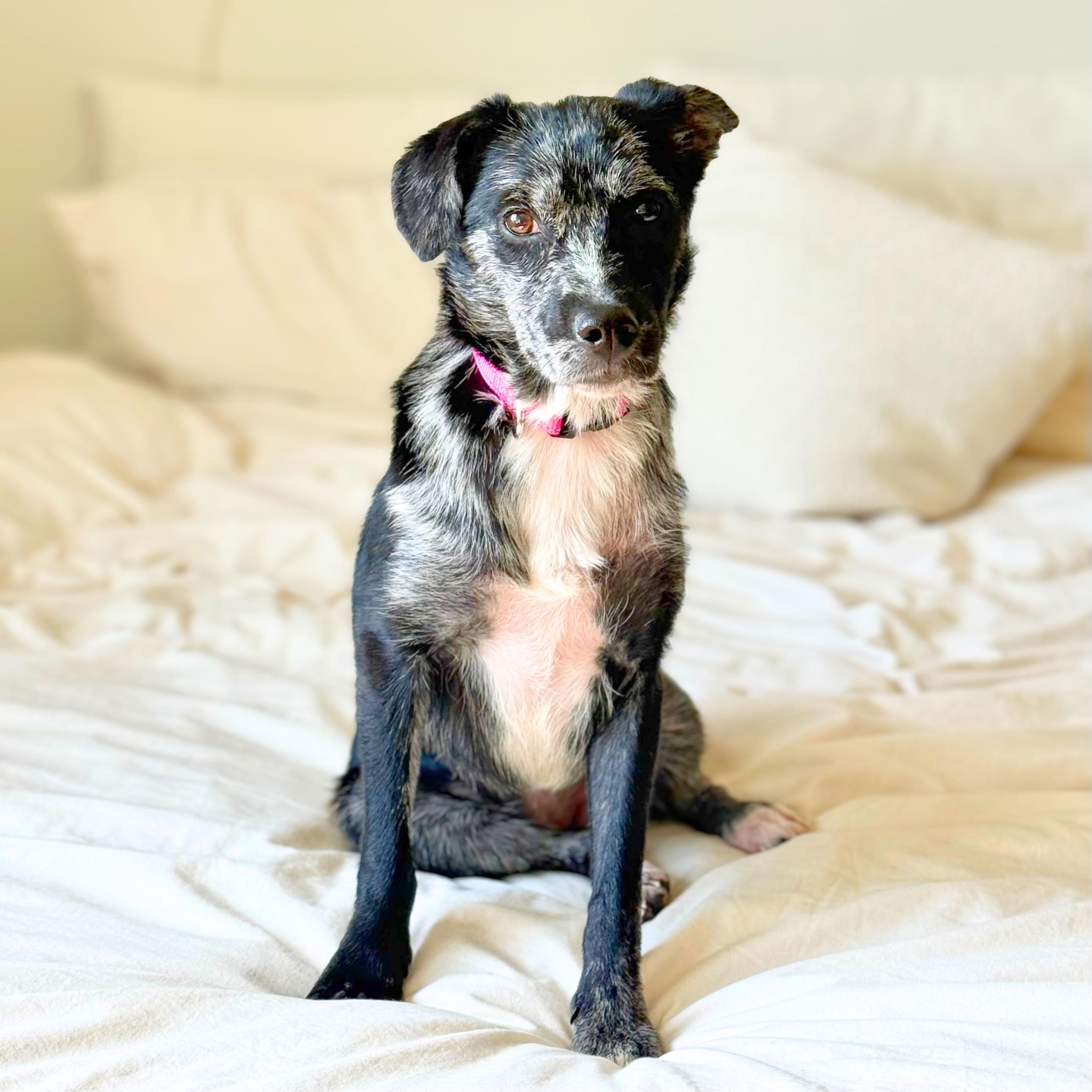 Enlarge Woolly, a ADOPTABLE mixed breed in New York, NY image 2/6