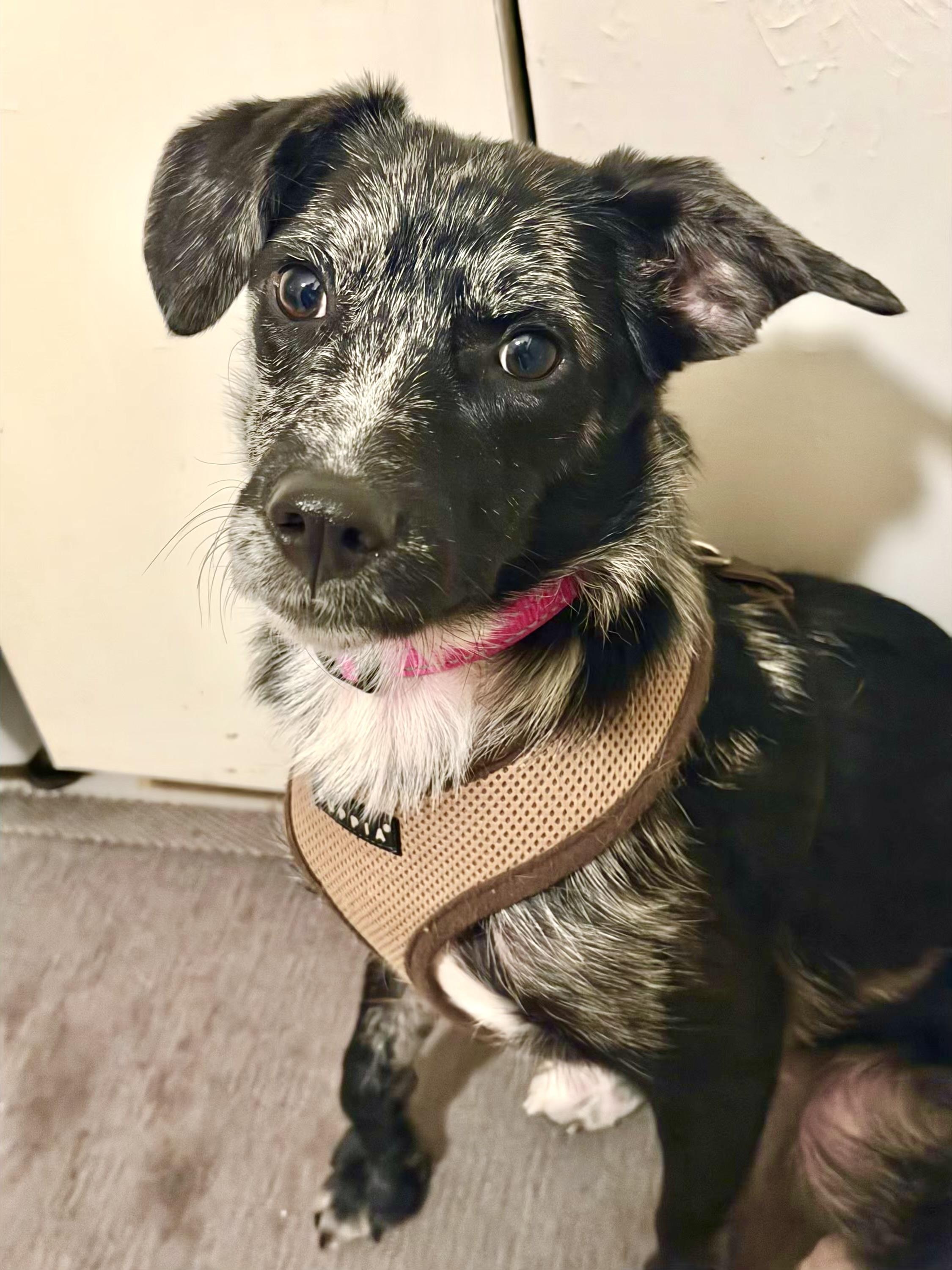 Enlarge Woolly, a ADOPTABLE mixed breed in New York, NY image 4/6