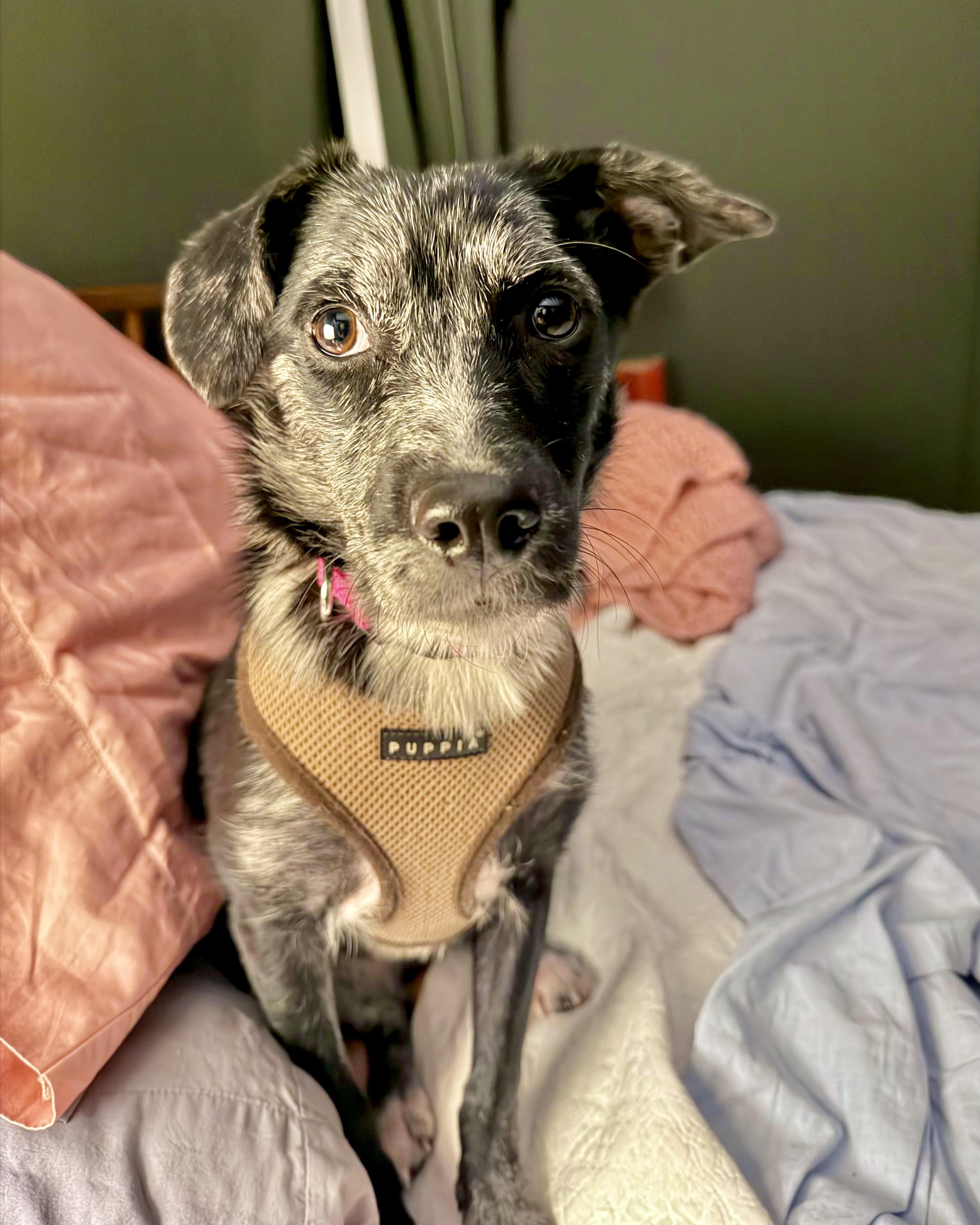 Enlarge Woolly, a ADOPTABLE mixed breed in New York, NY image 5/6